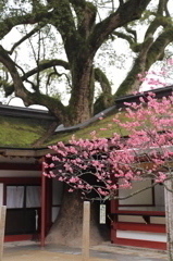 紅梅と大樟