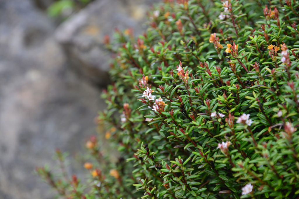 蔵王の高山植物-2