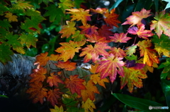 秋の朝日連峰に咲く山野草と紅葉-1