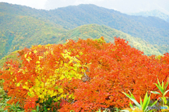 秋の朝日連峰に咲く山野草と紅葉-12