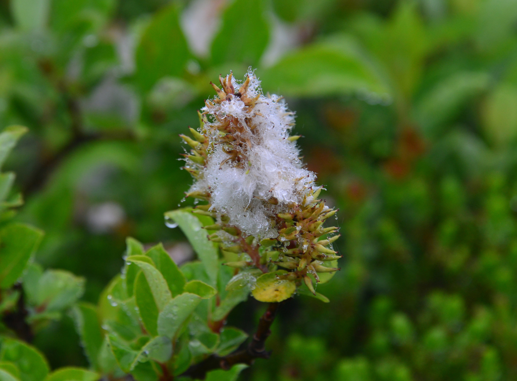 蔵王の高山植物-3