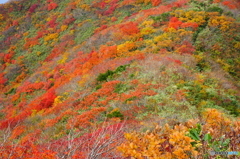 錦秋の東北ﾏｯﾀｰﾎｰﾝ(祝瓶山)-10