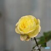 薔薇便り2021y-177
