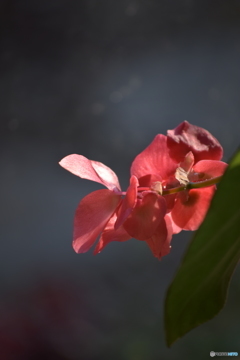 我が家の冬の花-1