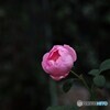薔薇便り2022y-47