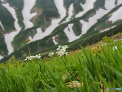 飯豊連峰に咲く山野草-８