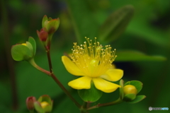 我が家の花2023y-228