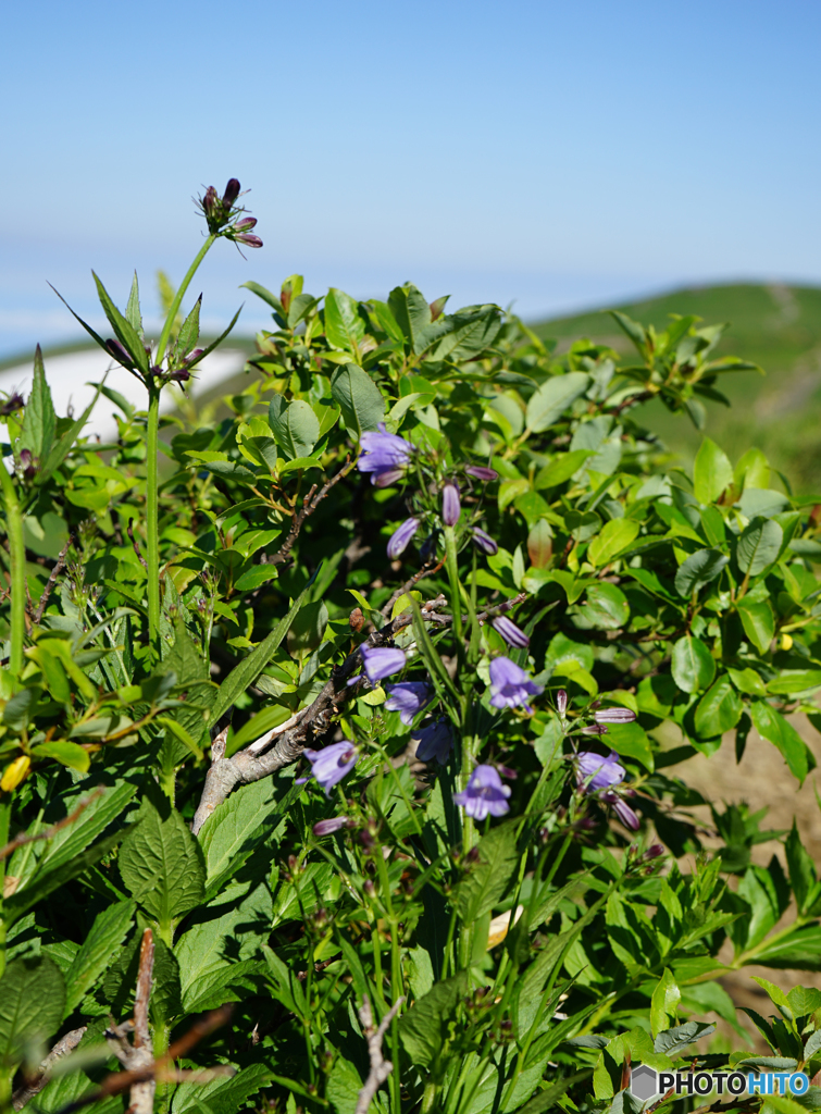 鳥海山に咲く山野草-6