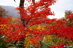 錦秋の東北ﾏｯﾀｰﾎｰﾝ(祝瓶山)-2