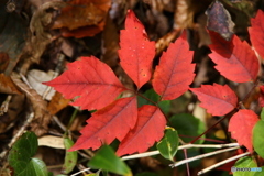 秋の山行2019y-56