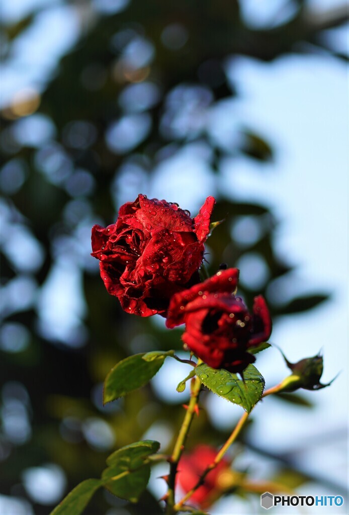薔薇便り2021y-151