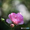 薔薇便り2021y-142