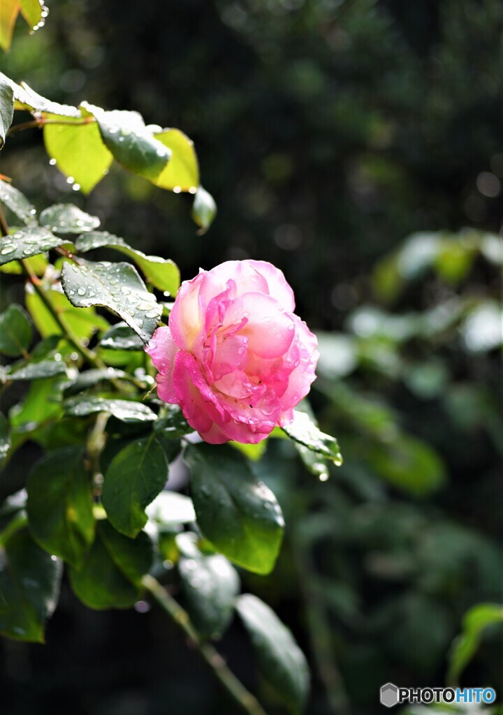 薔薇便り2021y-136