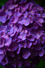 ｻﾞ・紫陽花