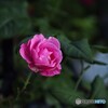 薔薇便り2022y-103