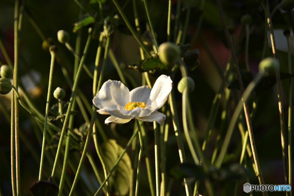 我が家の花2023y-424