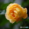 薔薇便り2021y-159