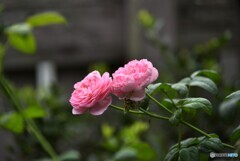薔薇便り2023y-198