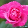 薔薇便り2021y-115