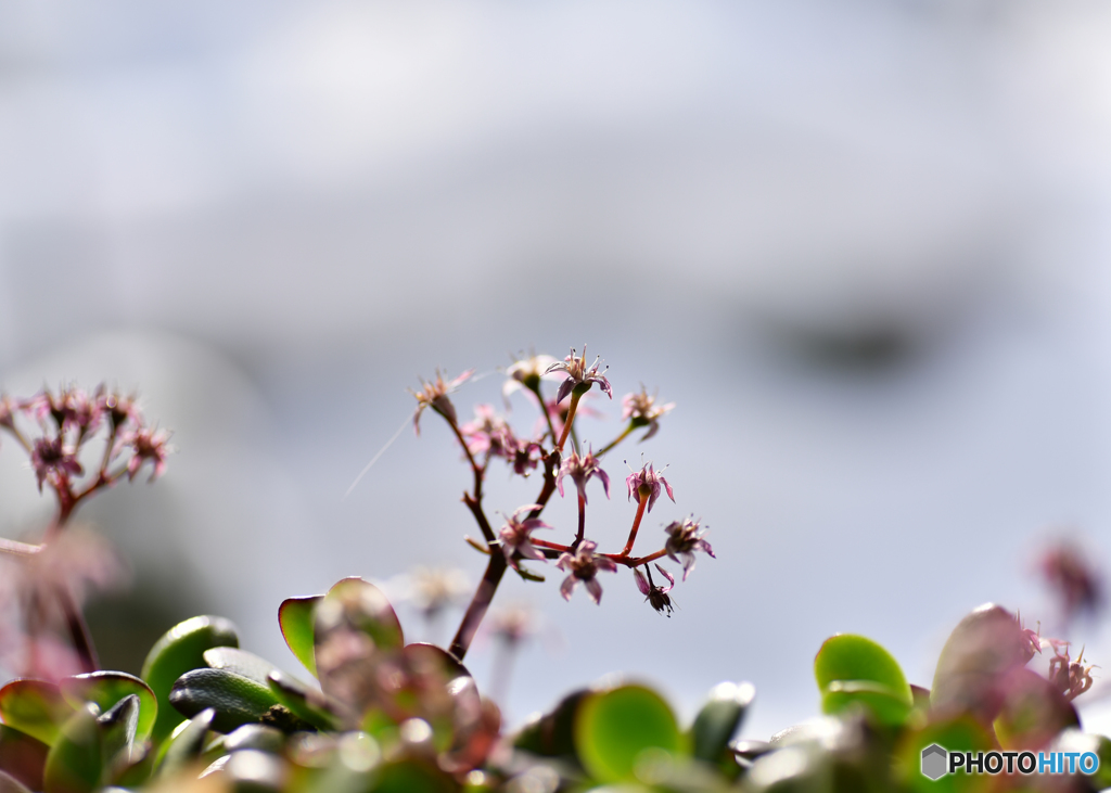 週末の花-2