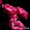 薔薇便り2021y-58