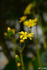 我が家の花2023y-437