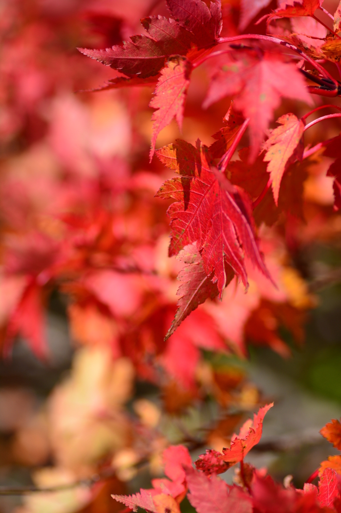 月山紅葉-5