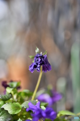 週末の花-1