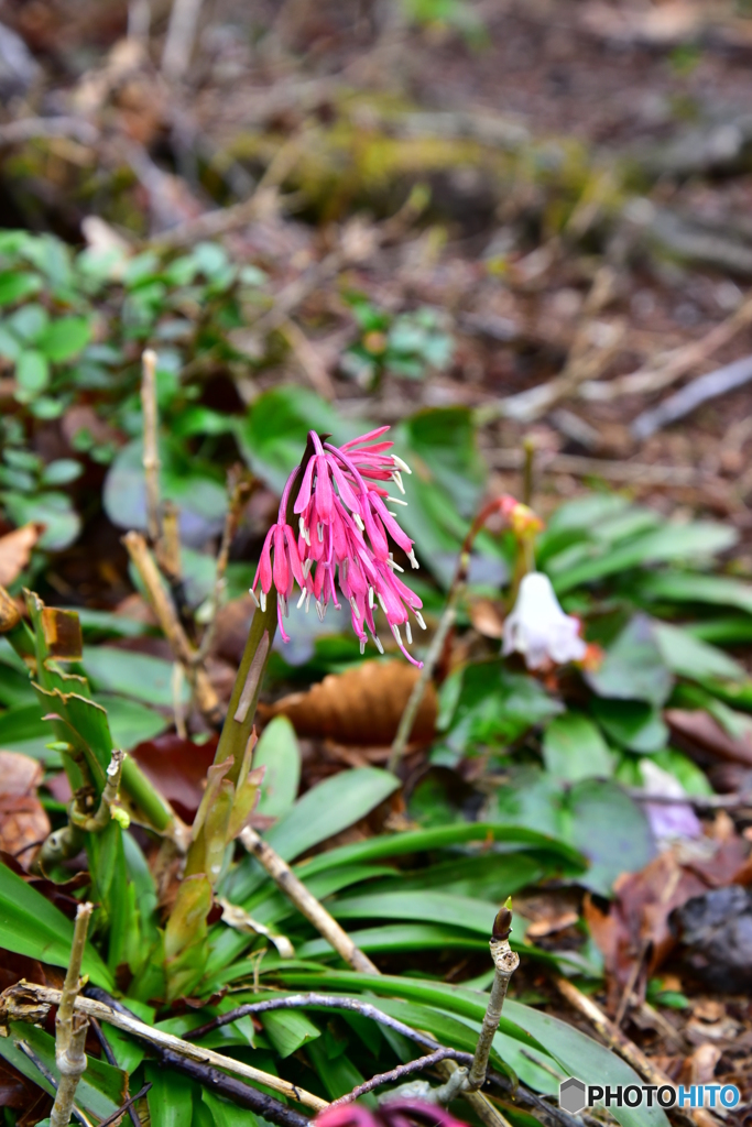 春の南面白山に咲く山野草 8 By T Mapp Id 写真共有サイト Photohito