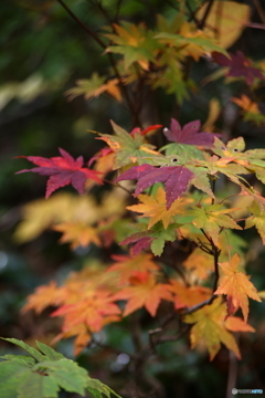 秋の山行2019y-53