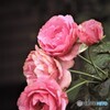 薔薇便り2022y-81