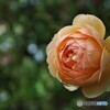 薔薇便り2022y-148