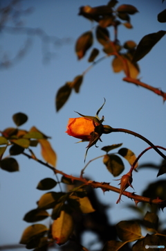 薔薇便り-94
