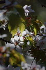 春の山野草花-1