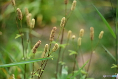 夏の山野草-3