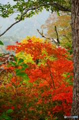 錦秋の東北ﾏｯﾀｰﾎｰﾝ(祝瓶山)-3