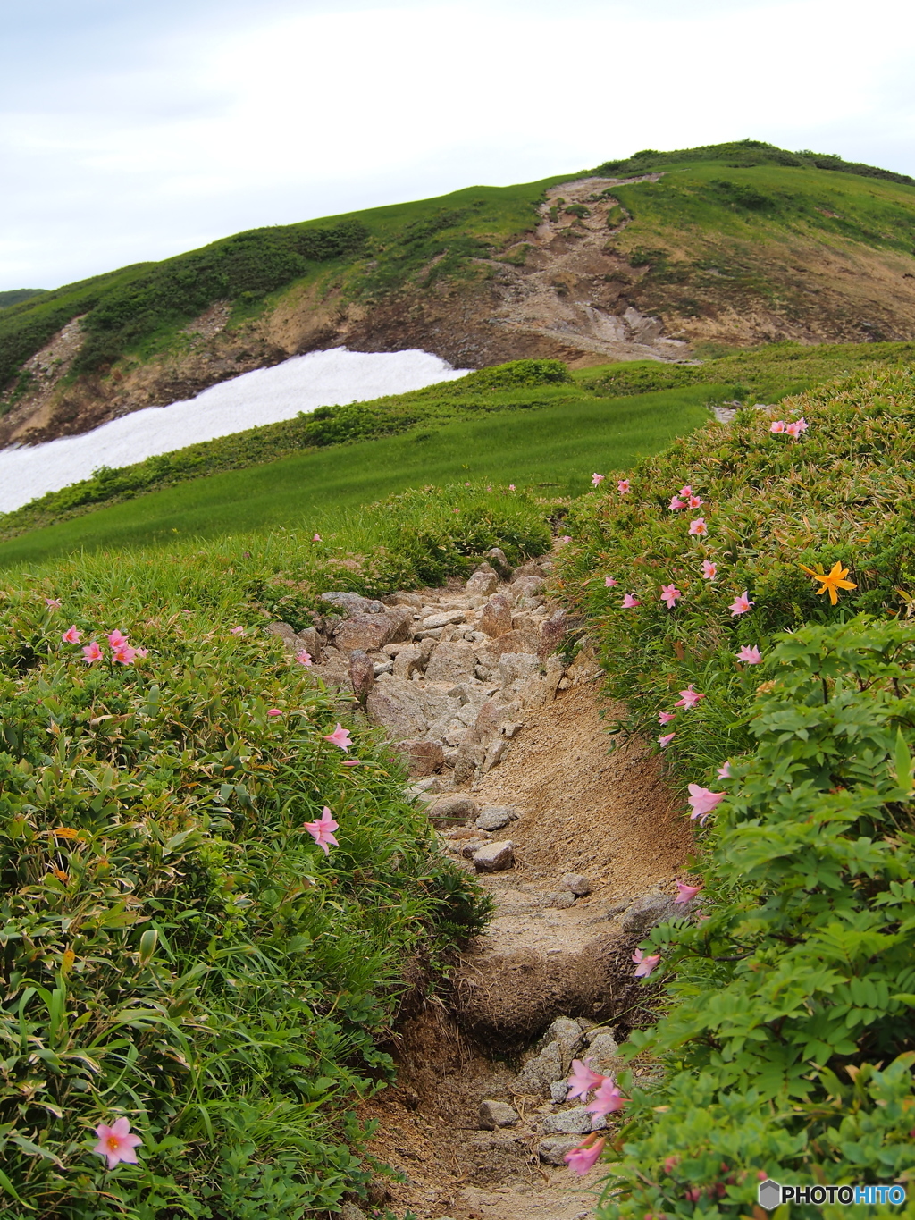 飯豊連峰に咲く山野草-11