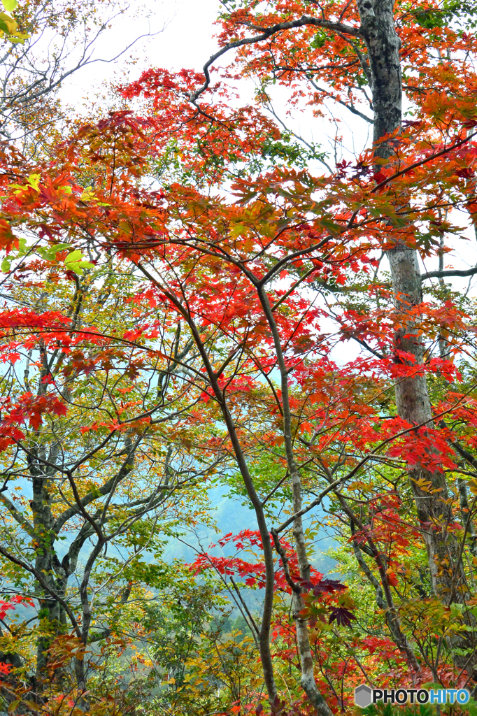 錦秋の東北ﾏｯﾀｰﾎｰﾝ(祝瓶山)-4