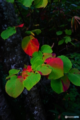 秋の朝日連峰に咲く山野草と紅葉-9