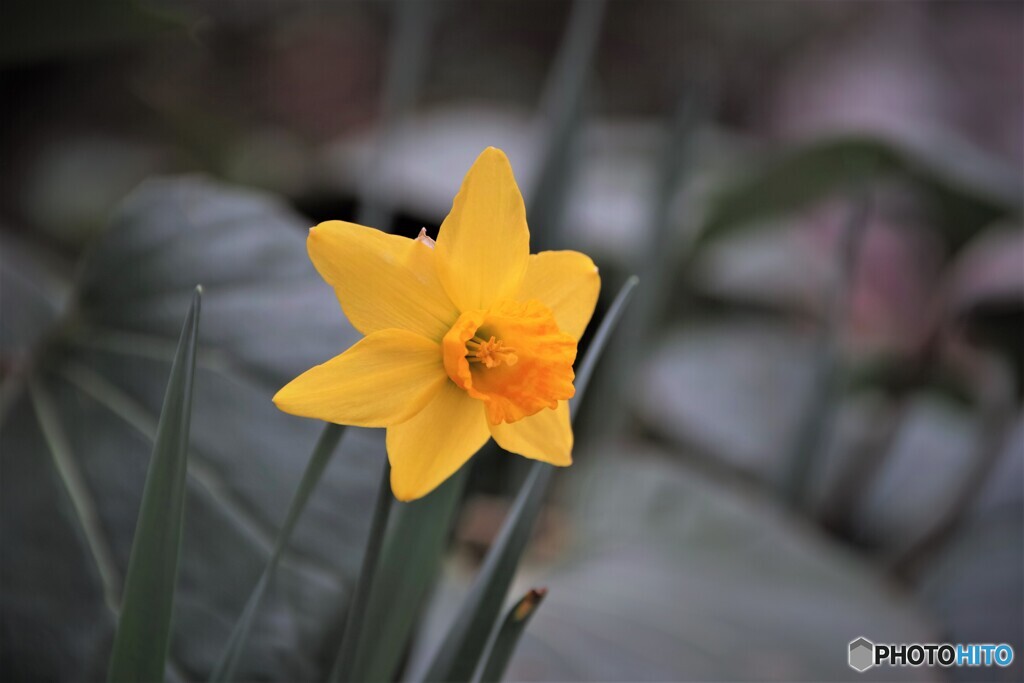 我が家の花2023y-100