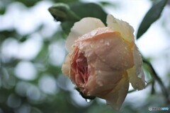 薔薇便り2023y-130