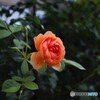 薔薇便り2022y-60