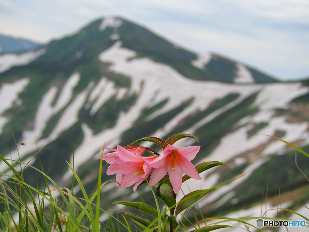 飯豊連峰に咲く山野草-3