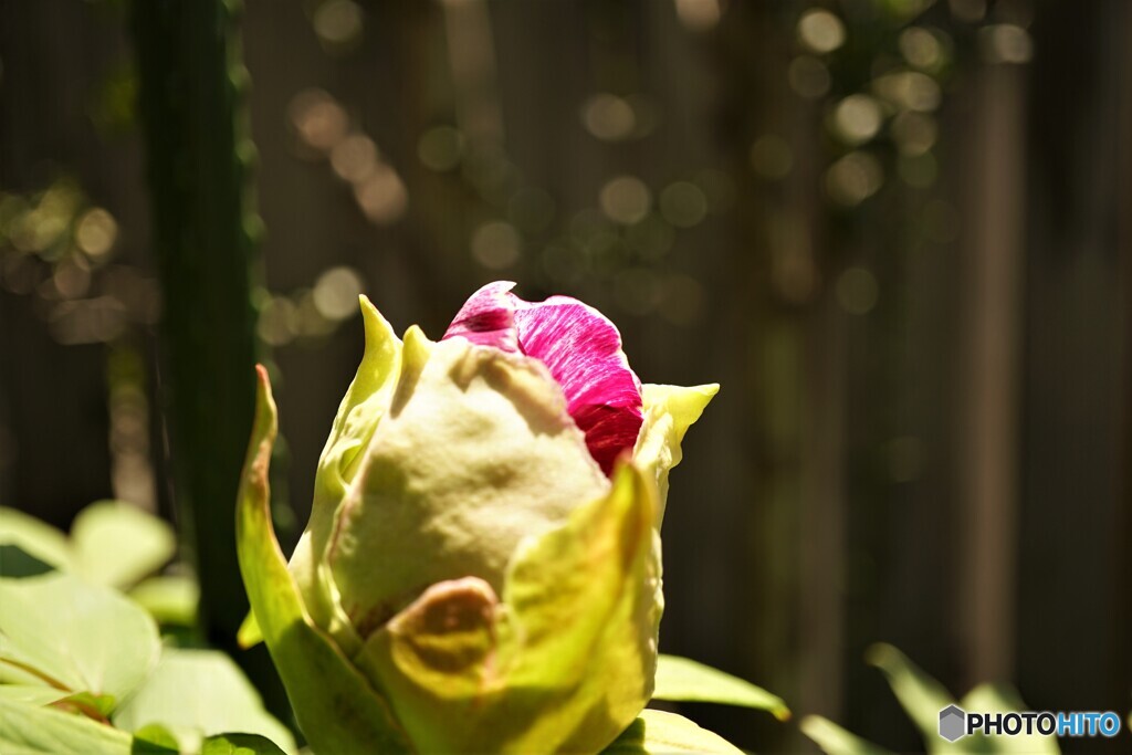 我が家の花2023y-191