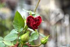 薔薇便り2023y-304