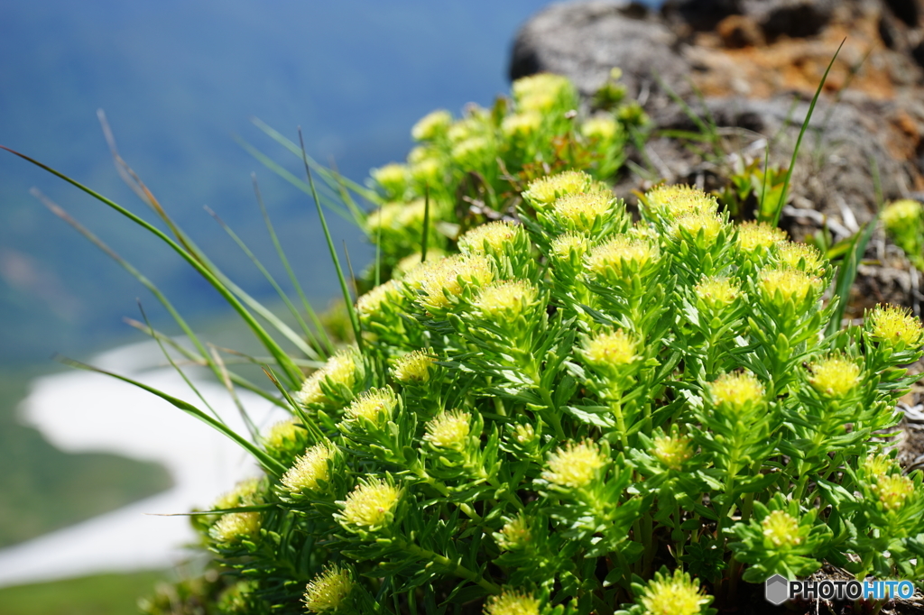 鳥海山に咲く山野草-12