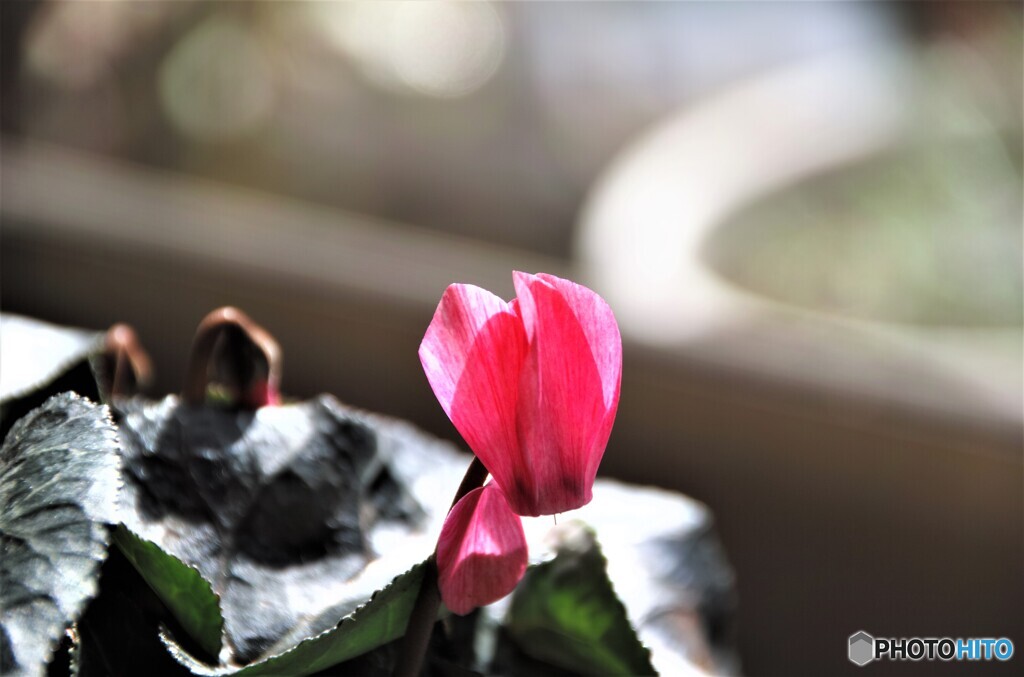 我が家の花2023y-17