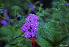 我が家の花2022y-266