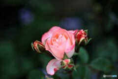 薔薇便り2022y-181