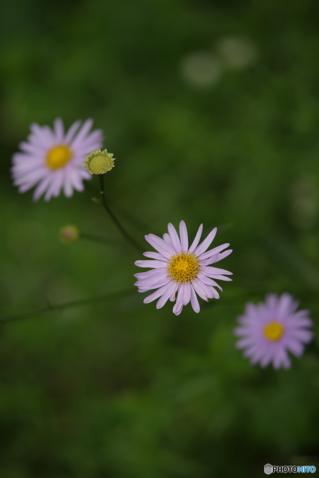 週末の庭-3